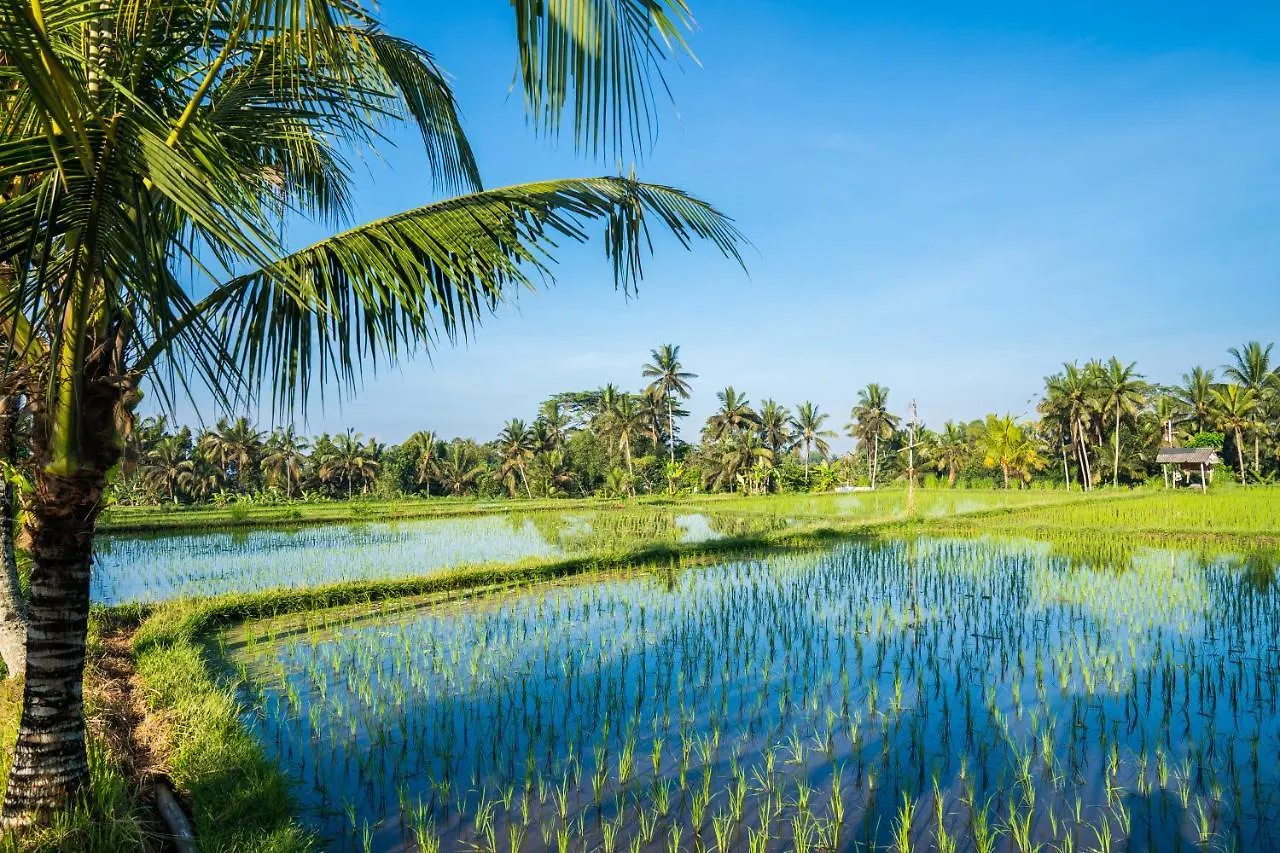 Buddha Homestay Ubud